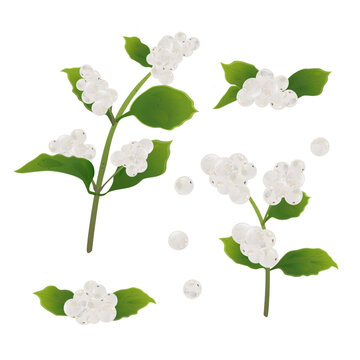 Set snowberry branch with white berries.