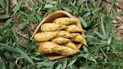 Fresh Bamboo Shoots in Wooden Basket - Organic Farm Harvest of Young Tender Bamboo Spears