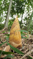 Fresh Bamboo Shoot Growing in Natural Forest Setting - Organic Alpine Vegetation