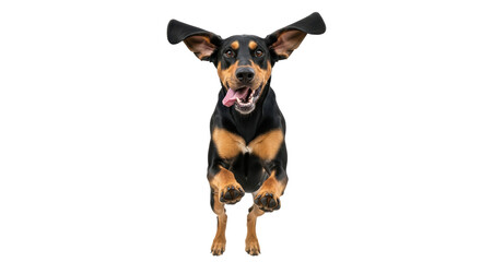 Isolated joyful playful energetic dog in mid-air, tongue out, ears extended, having fun