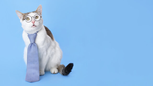 Funny white cat in glasses and tie sitting on blue background, humorous business pet portrait, office style concept, creative animal photo for advertising and design.