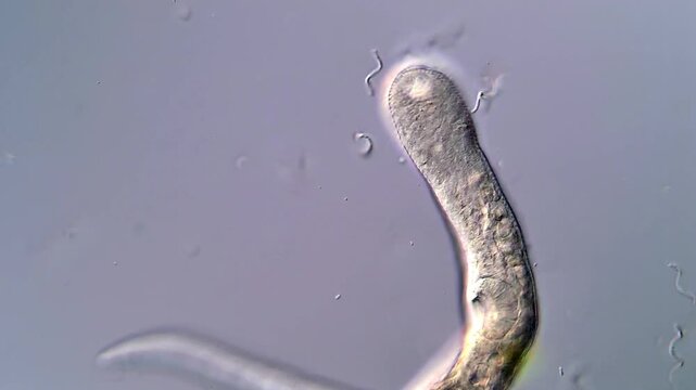 Close Observation of Cercariae Larvae in 4K