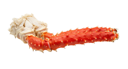 Isolated Alaskan King Crab Leg ready to eat a gourmet food from the North Pacific Ocean