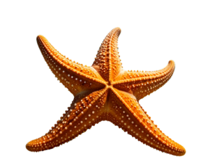 starfish isolated on white