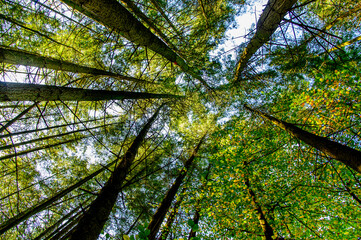 treetops in the sky