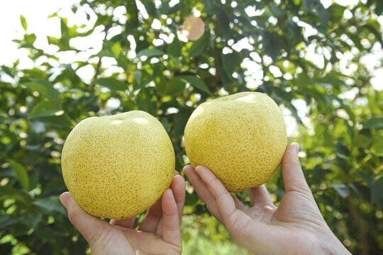 Fresh Dangshan Pears in Hands - Premium Asian White Pears with Natural Spotted Skin Against Green Tree Background