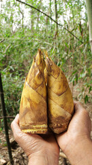 Fresh Bamboo Shoots Held in Hands During Forest Foraging - Wild Edible Plants and Sustainable Harvesting