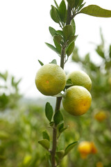 Fresh Citrus Fruits Ripening on Tree Branch in Orchard - Orange Harvest Agriculture