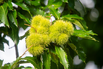 A group of spiky green chestnut husks