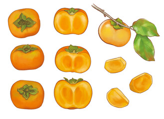 手描きの柿　セット