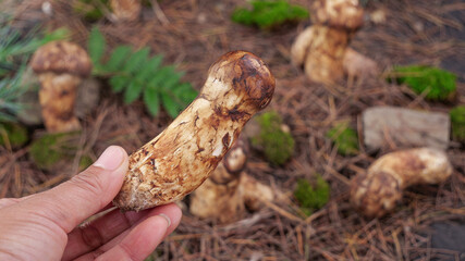 Obraz premium Fresh Matsutake Mushroom Collection from Forest Meadow - Wild Foraging Gallery