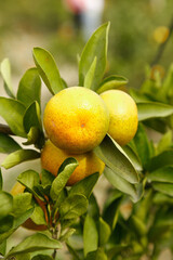 Fresh Oranges Growing on Tree Branch During Harvest Season Closeup