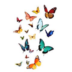 Fototapeta premium Vibrant Colorful Butterflies in Flight Amidst Lush Nature - Serene Insect Photography