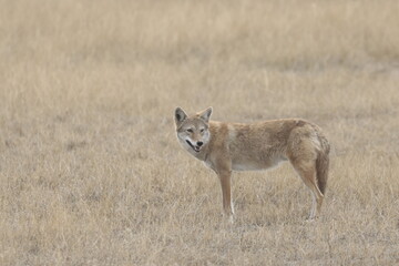 Coyote Hunting