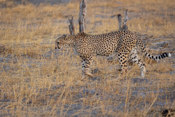 Cheetah in dry grass in Okavango delta, Botswana