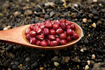 Red Adzuki Beans in Wooden Spoon on Natural Soil Background - Healthy Legumes and Grains
