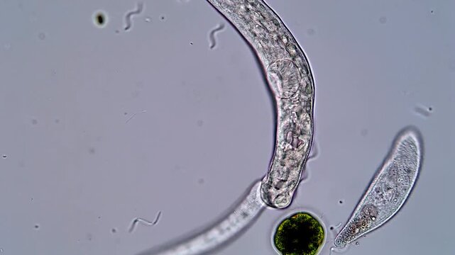 Parasite Larvae Moving in 4K Microscope