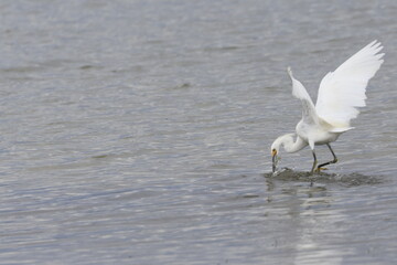 Snowy Egret Fishing