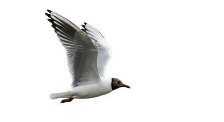 Isolated black-headed gull in flight, beautiful natural wildlife bird soaring wings spread