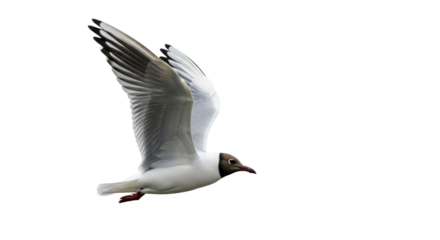 Isolated black-headed gull in flight, beautiful natural wildlife bird soaring wings spread