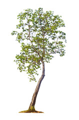 Tree isolated on white background with clipping paths for garden design.