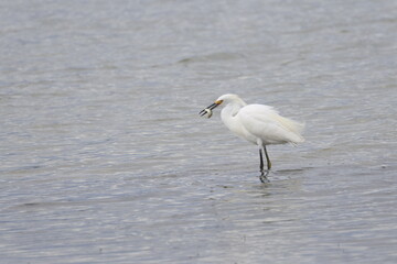 Snowy Egret Fishing