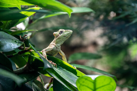 Laemanctus longipes, or eastern casquehead iguana,  a species of lizard in the family Corytophanidae. The species is native to Mexico and Central America. Close-up