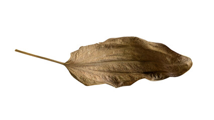 Single Dried Leaf with Visible Veins on White Background