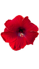 Red Hibiscus Flower with Prominent Yellow Stamens
