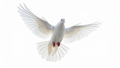 Obraz premium white dove isolated on white