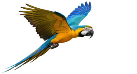 Isolated Macaw parrot flying with open wings, gold and blue bird with strong, curved beak