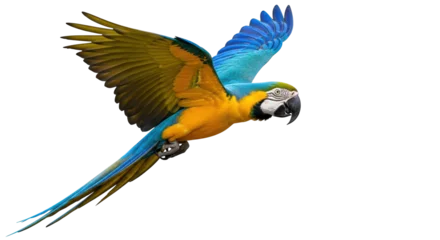 Selbstklebende Fototapeten Papagei Isolated Macaw parrot flying with open wings, gold and blue bird with strong, curved beak  © Sergiu