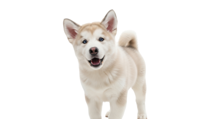 Isolated husky puppy looking forward with open mouth, blue eyes, standing upright, cute face