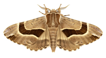 Isolated Angle Shades Moth with its Wings Spread on Display in a Natural Setting Indoors © Sergiu