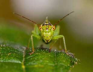 Close-up macro shot of a green grasshopper sitting on a leaf, showing detailed texture and vivid colors.