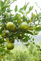 Fresh Green Citrus Fruits Growing on Tree Branch Ready for Harvest