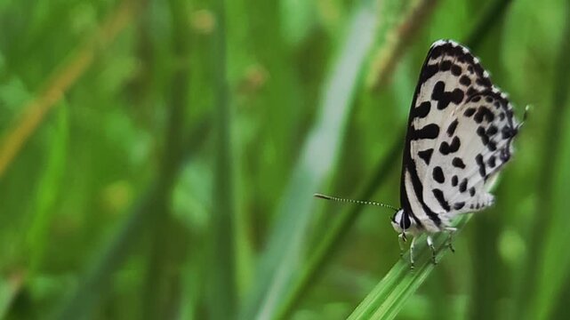 Small black and white common Pierrot butterfly (Castalius rosimon) dances over blossoms in warm summer meadow