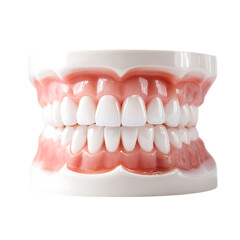 Obraz premium Dental model of upper and lower teeth isolated on transparent background