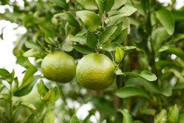Fresh Green Citrus Fruits Growing on Tree Branch with Leaves - Organic Agriculture and Harvest Concept