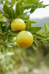 Fresh Ripe Oranges Growing on Tree Branch Ready for Harvest - Citrus Fruit Closeup