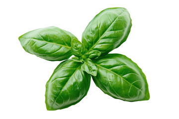 Freshly harvested basil sprig showcasing vibrant green leaves on a solid transparent background