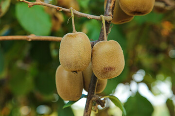 Ripe Kiwifruit Ready for Fall Harvesting in Orchard with Green Bounty