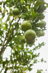 Fresh Green Limes Growing on Tree Branch in Natural Sunlight for Organic Citrus Harvest