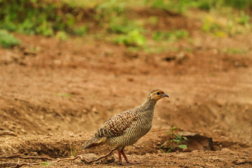 A master of camouflage, the Grey Francolin forages for seeds and insects in the dry, scrubby plains of the Indian. Juvenile Grey Francolin, ground-dwelling birds, foraging in the arid grasslands.