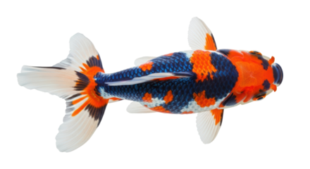Isolated Calico Ranchu Goldfish swimming overhead, colorful pattern fish in aquarium at home