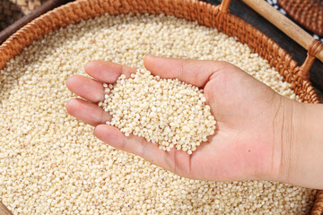 Fresh White Sorghum Grain in Hand Over Wicker Basket - Healthy Gluten-Free Cereal Superfood Ingredient