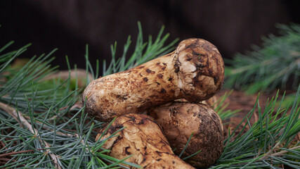 Fresh Matsutake Mushrooms in Pine Forest - Premium Wild Edible Fungi with Natural Fragrance