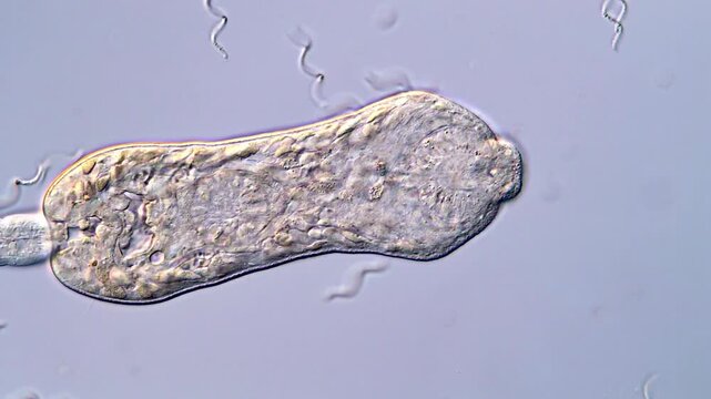 Swimming Parasite Larvae Captured in 4K Ultra HD Video