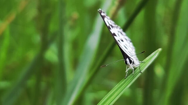 Small black and white common Pierrot butterfly (Castalius rosimon) dances over blossoms in warm summer meadow