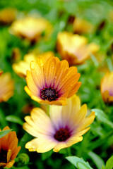 Close-up of vibrant orange daisies with purple centers, adorned with dewdrops, blooming vividly against a lush green background.